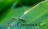Creepies & Co